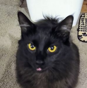 Meet your Posher, Debbie